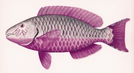 Fish Vintage Old Illustration