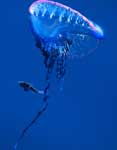 Fish Jelly Fish Portugese Man O´war