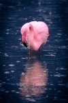 Flamingo Standing In Water