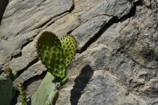 Flat Cactus Leaf