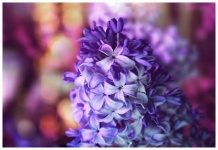 Lilac Blossom Flower Photography