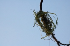 Flimsy Green Basis Of A Nest