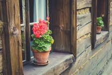 Flower On An Old Windowsill
