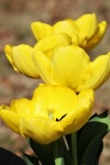 Four Yellow Tulips Portrait