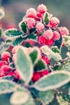 Frost On Red Berries