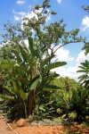 Giant Strelitzia In A Park