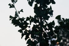 Ginkgo Biloba Tree And Leaves