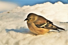 Goldfinch In Snow Close-up