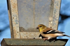Goldfinch On Birdfeeder