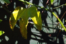 Granadilla Leaf In Partial Shade