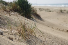 Grasses On Sandy Beach