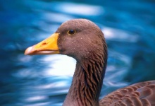 Greylag Goose Bird Photography