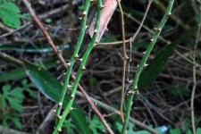 Green Canes With Thorns