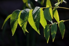 Green Compound Pecan Nut Leaf