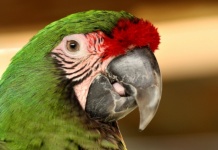 Green Macaw Parrot Portrait