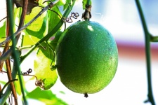 Green Unripe Granadilla Fruit