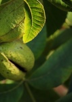 Green Veined Pecan Nut Leaf & Nut