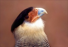 Bird Of Prey, Caracara Plancus