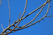 Grey Leafless Branches Against Sky