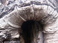 Grotesque Lesion In Trunk Of Tree
