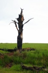 Grotesque Standing Tree Stump