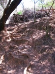 Ground Erosion Around Root Systems