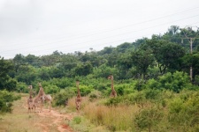 Group Of Giraffe On A Dirt Road