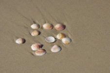 Group Of Shells On Beach