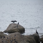 Group Of Cormorants