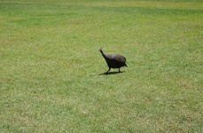 Guinea Fowl On A Green Lawn