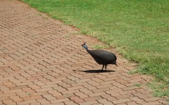 Guinea Fowl On Paving In A Park