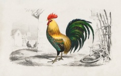 Rooster Chicken Vintage Art