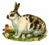 Bunny Rabbit Vintage Old