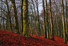 Autumn Forest Trees Photo
