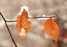 Fall Foliage Snow Branch Leaves