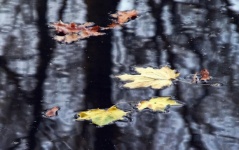 Fall Leaves Water Reflection Photo