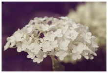 Hydrangea Flower Vintage Photography