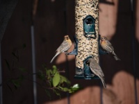 House Finches Feeder