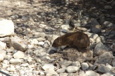 Hyrax In Shade And Rocks