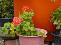 Flower Pot Geraniums