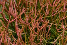 Pink Plant Part