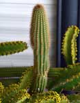 Cactus Reaching