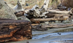 Driftwood From Forest Trees