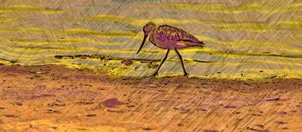 Picasso Style Marine Bird