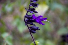 Salvia Farinacea Benth