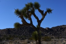 Joshua Tree Yucca