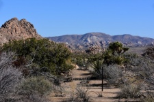 Desert Shrubland