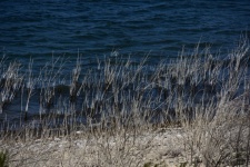 Lakeshore Wetland Grass