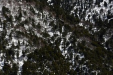 Tree Forest On Snowy Mountains