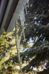 Icicles Of Water
